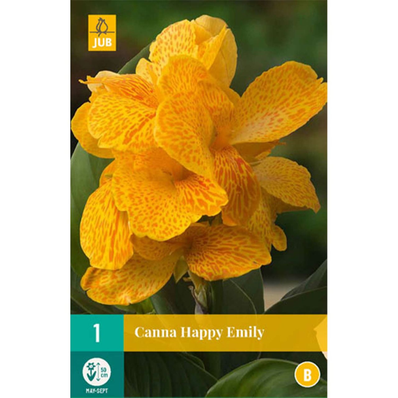 Kategorie <b>Frühlings-Blumenzwiebeln </b> - Zwerg-Canna 'Happy Emily' - 1 Stück - Canna indica