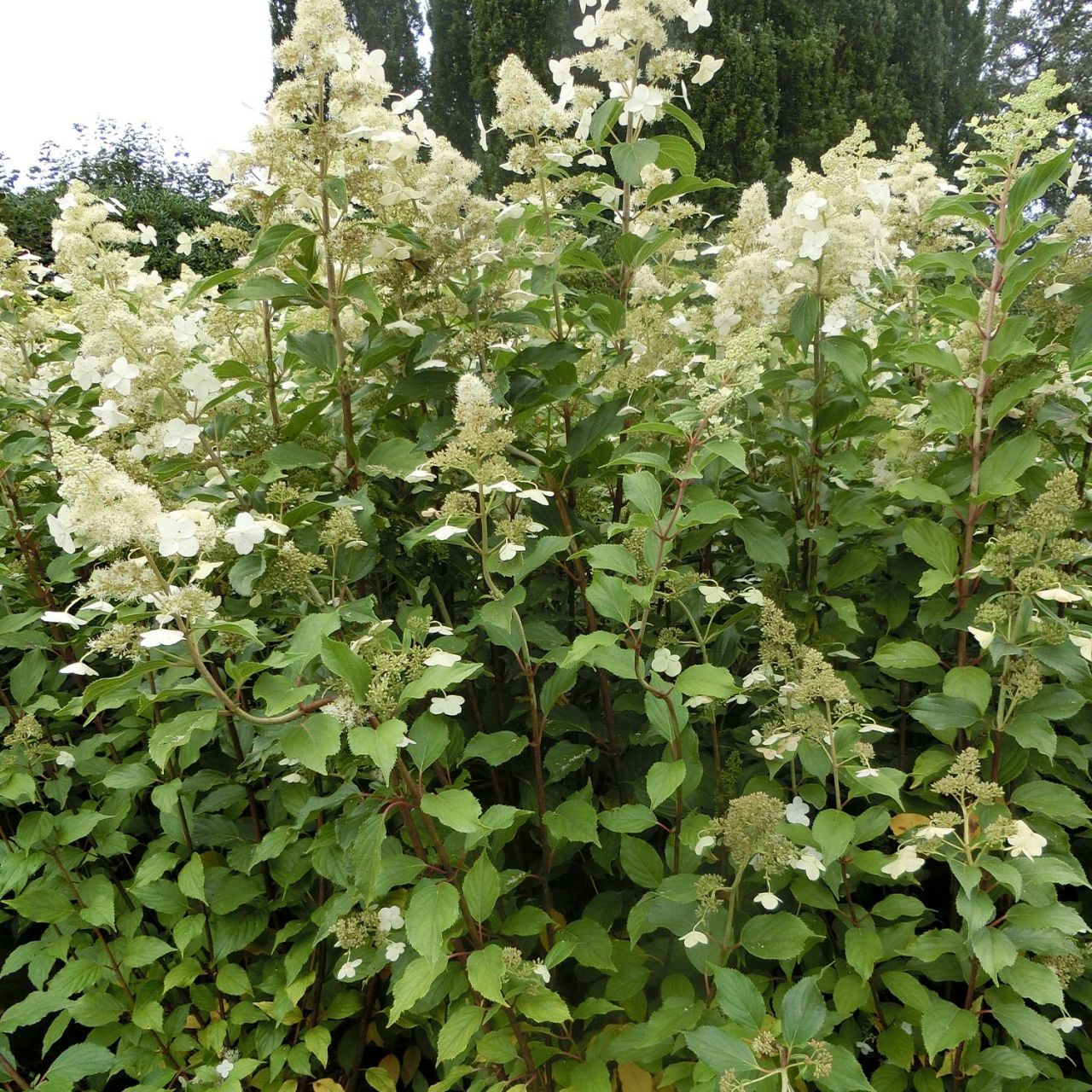 Kategorie <b>Blütensträucher und Ziergehölze </b> - Rispenhortensie 'Kyushu' - Hydrangea paniculata 'Kyusha'