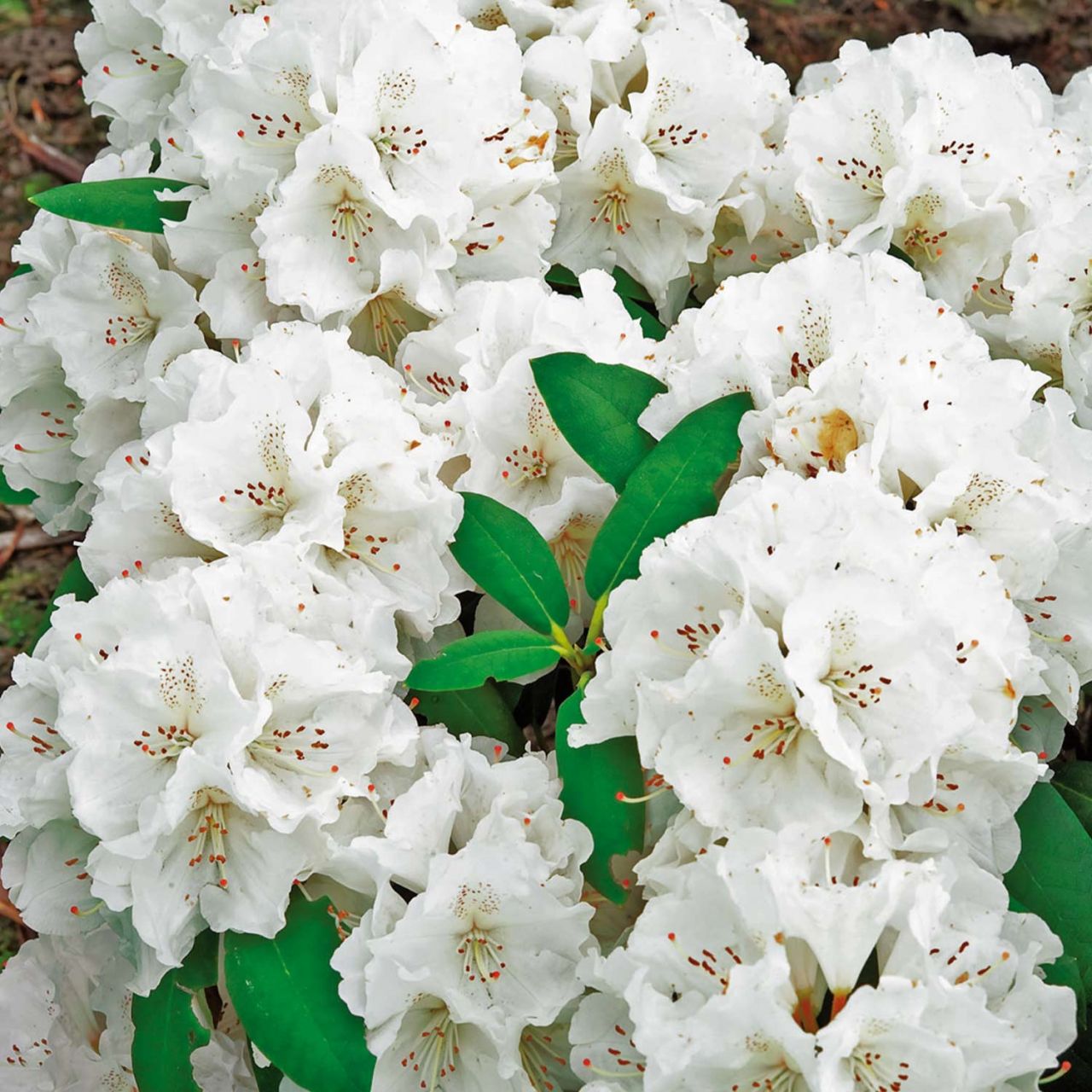 Kategorie <b>Rhododendron </b> - Ball-Rhododendron 'Schneekrone' - Rhododendron yakushimanum 'Schneekrone'