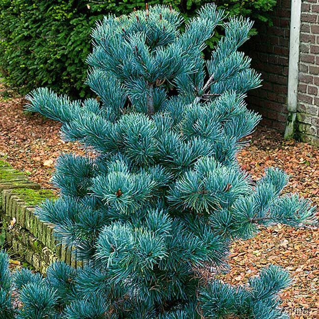 Kategorie <b>Forstgehölze </b> - Japanische Zwergmädchenkiefer 'Negishi' - Pinus parvifolia 'Negishi'