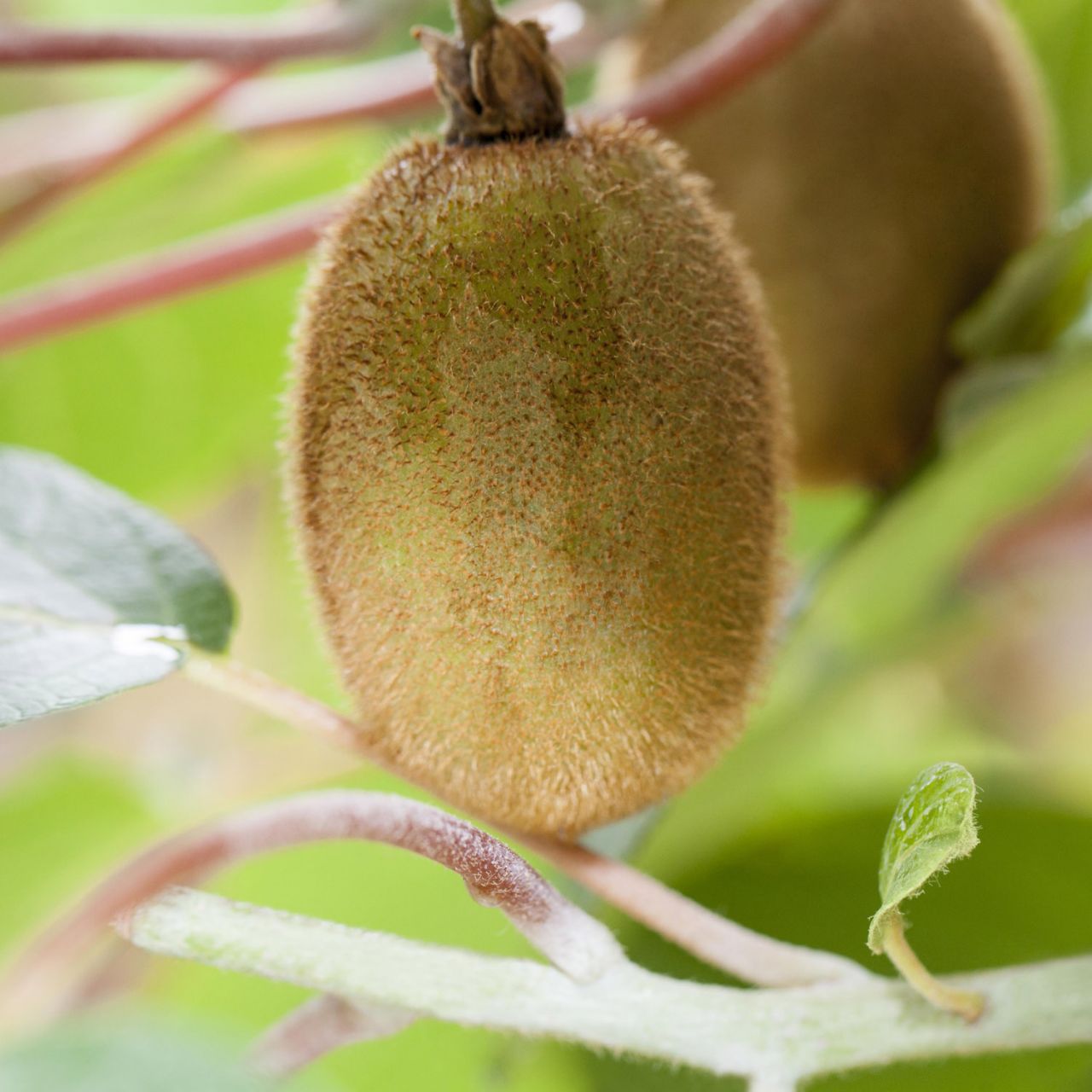 Kategorie <b>Obst </b> - Kiwi 'Boskoop' - Actinidia chinensis 'Boskoop'