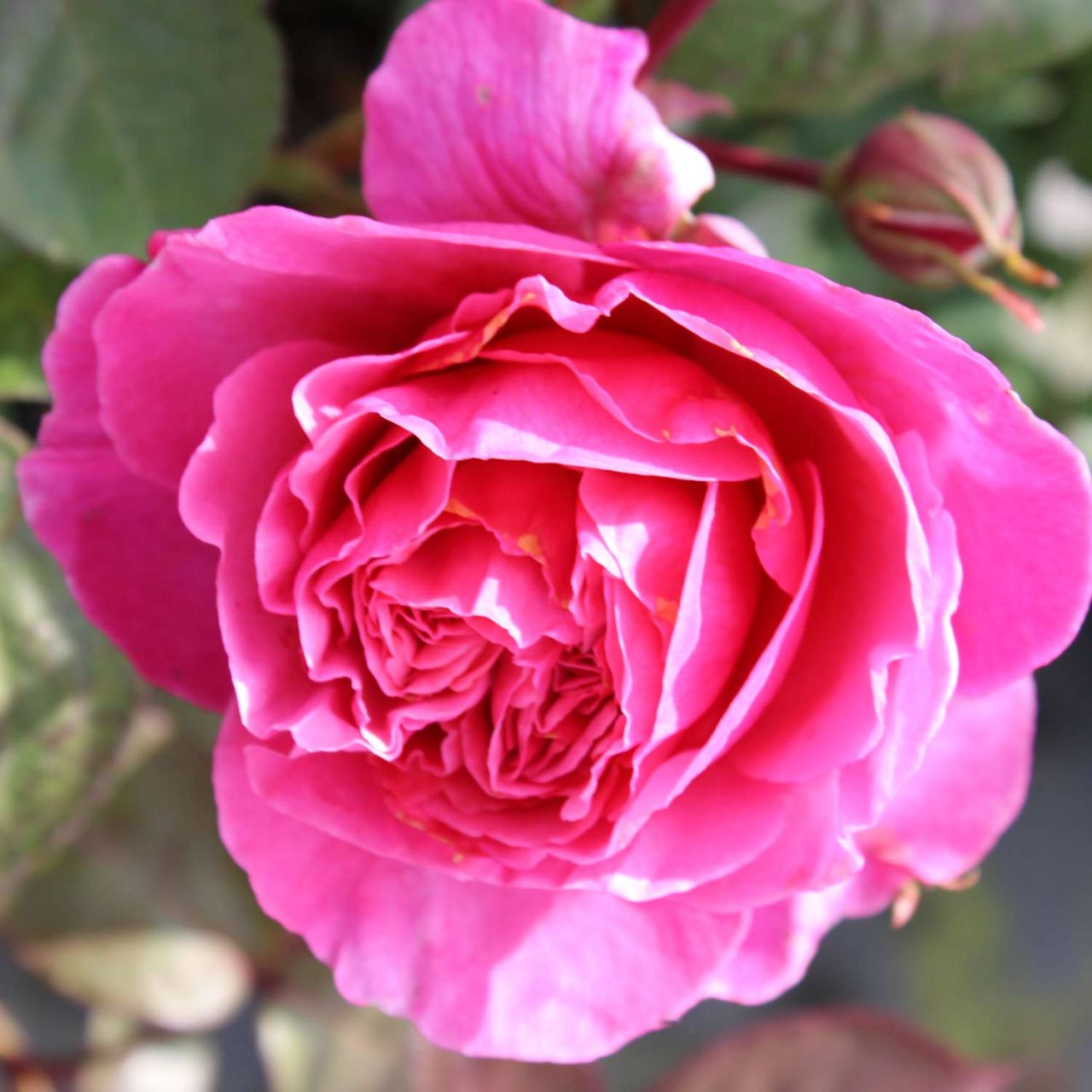 Kategorie <b>Duftrosen </b> - Nostalgische Rose 'Elbflorenz®' - ADR-Rose - Rosa 'Elbflorenz®'