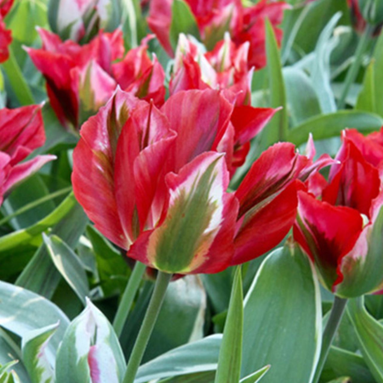 Kategorie <b>Herbst-Blumenzwiebeln </b> - Viridiflora Tulpe 'Esperanto' - 7 Stück - Tulipa viridiflora 'Esperanto'