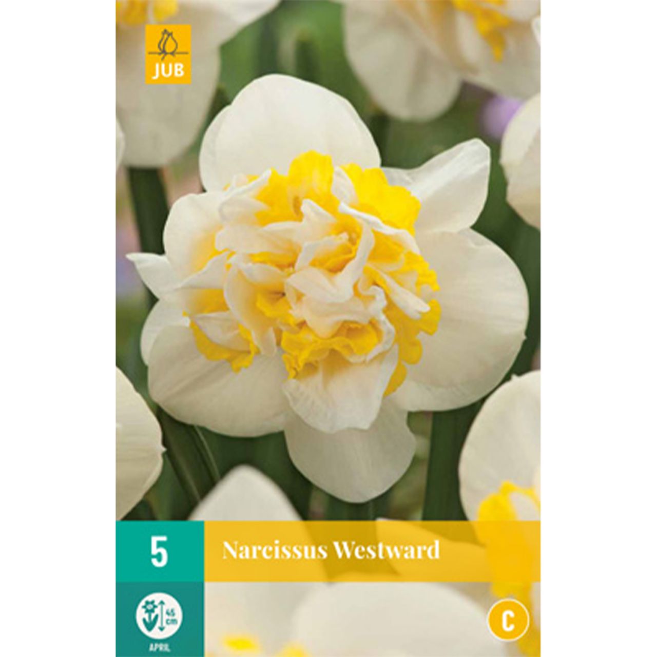 Kategorie <b>Herbst-Blumenzwiebeln </b> - Gefüllte Narzisse 'Westward' - 5 Stück - Narcissus 'Westward'
