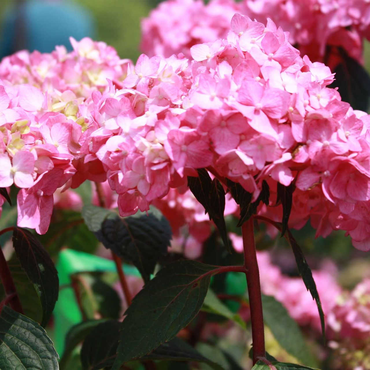 Kategorie <b>Blütensträucher und Ziergehölze </b> - Hortensie 'Endless Summer® BloomStar®' - Hydrangea macrophylla 'Endless Summer® BloomStar®'