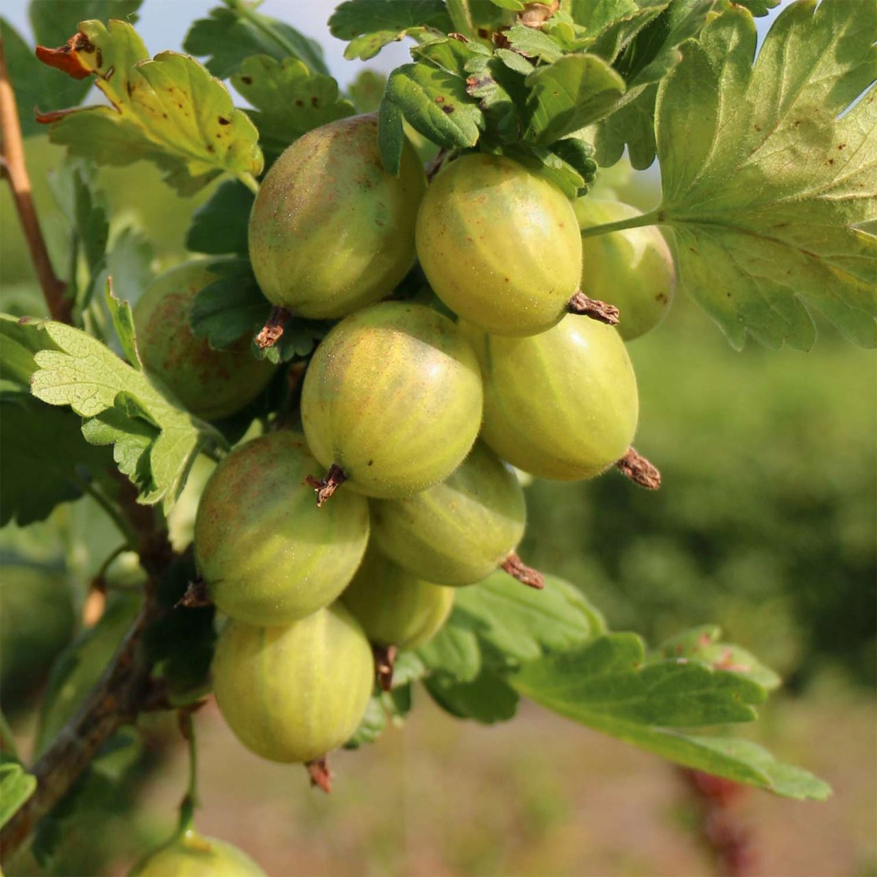 Kategorie <b>Beeren </b> - Stachelbeere 'Giggles® Green' - Ribes uva-crispa