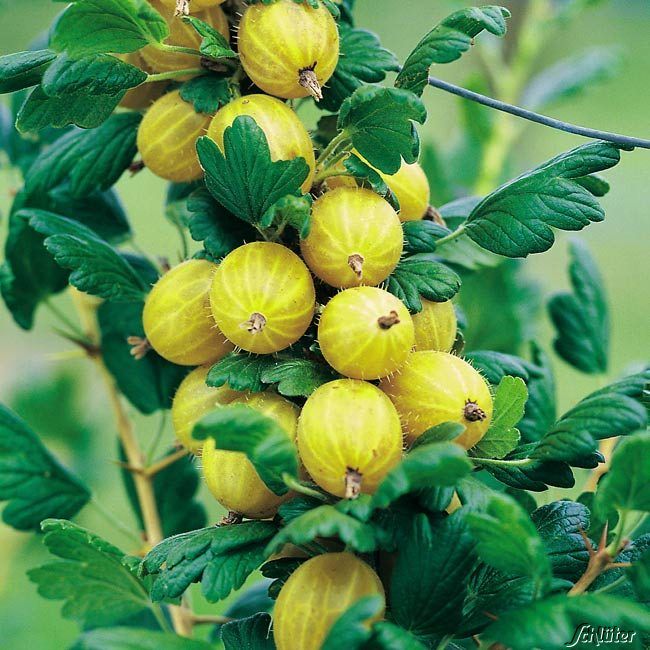 Kategorie <b>Beeren </b> - Stachelbeere 'Resistenta®' - Ribes uva-crispa 'Resistenta®'