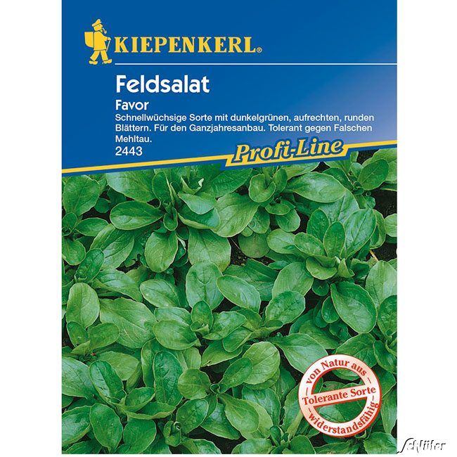 Kategorie <b>Gemüse-Samen </b> - Feldsalat 'Favor' - Valerianella locusta