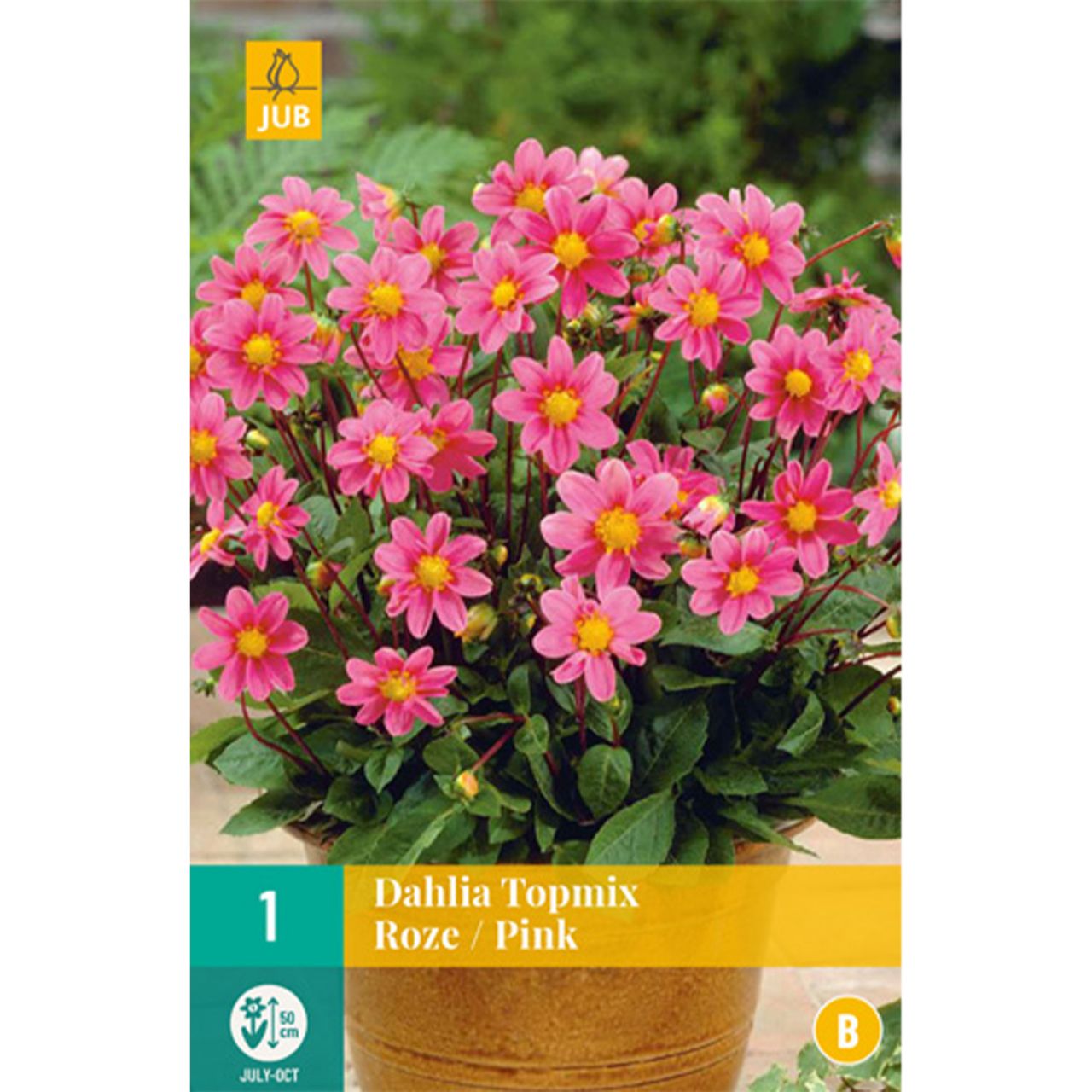 Kategorie <b>Frühlings-Blumenzwiebeln </b> - Dahlie Topmix in rosa - Dahlia