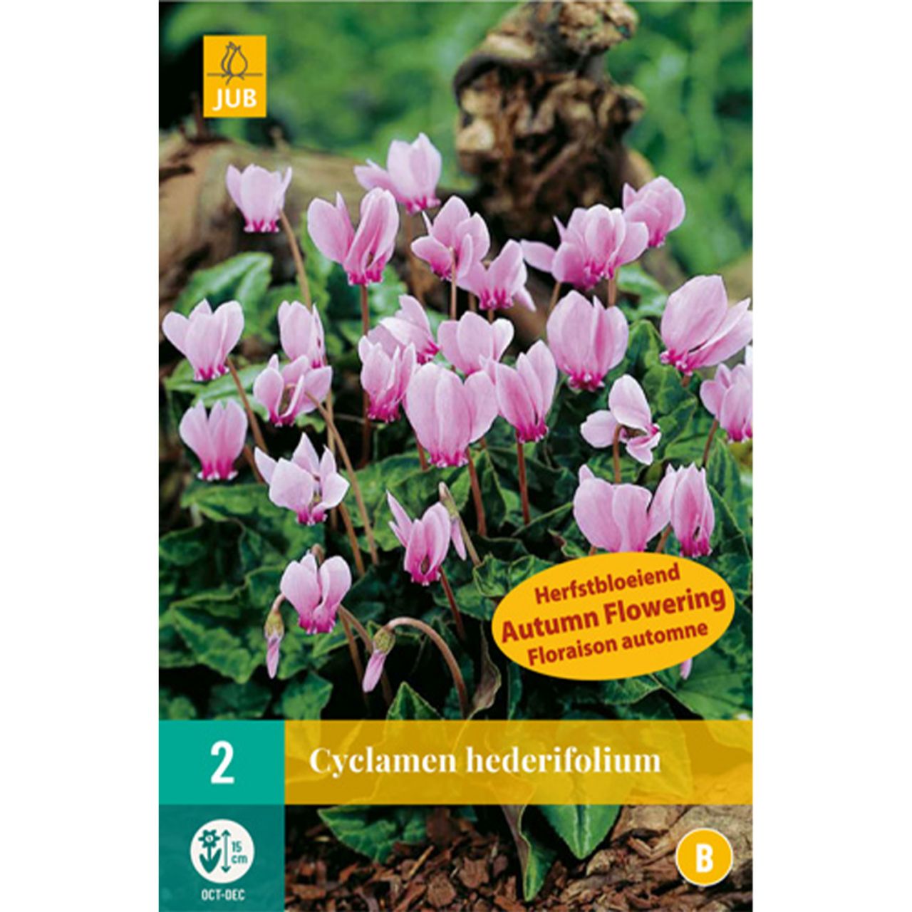 Kategorie <b>Herbst-Blumenzwiebeln </b> - Garten-Alpenveilchen - 2 Stück - Cyclamen Hederifolium