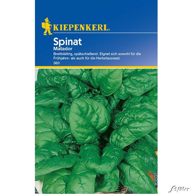 Kategorie <b>Gemüse-Samen </b> - Spinat 'Matador' - Spinacia oleracea