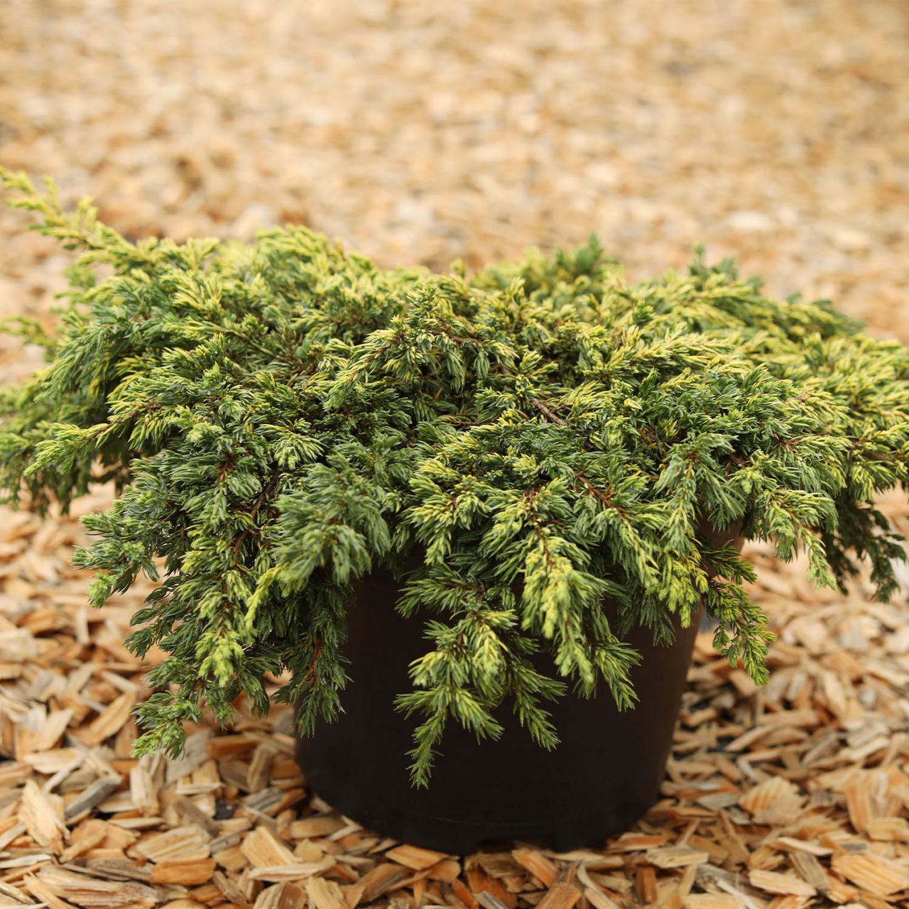  Gelber Kriechwacholder 'Goldschatz' - Juniperus communis 'Goldschatz'