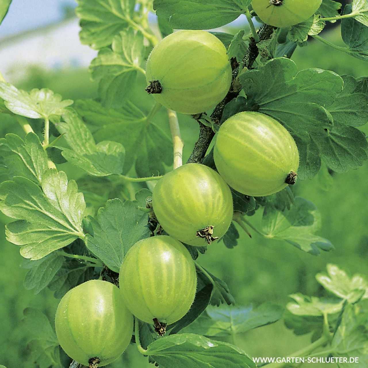 Kategorie <b>Beeren </b> - Stachelbeere 'Mucurines' - Ribes uva-crispa 'Mucurines'