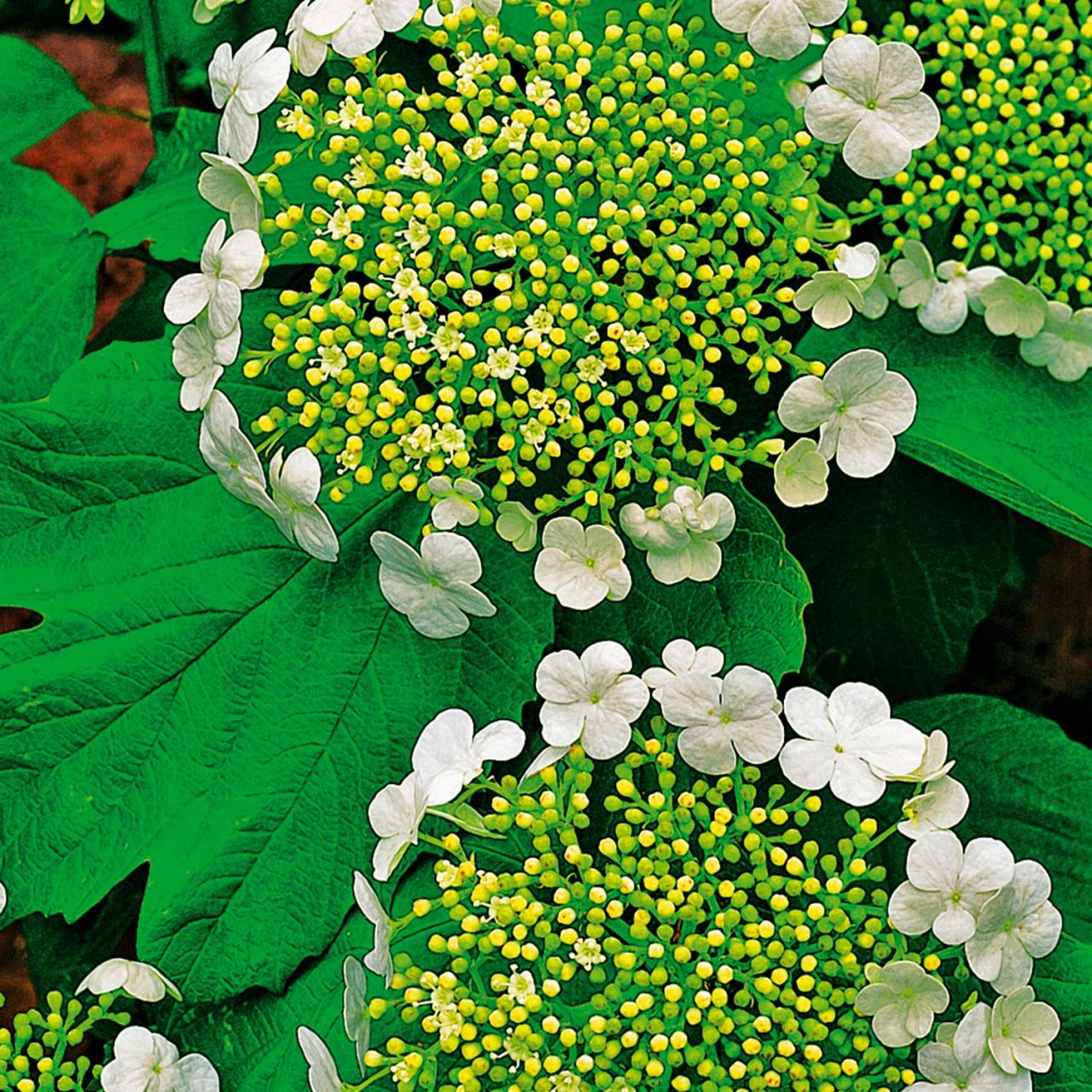 Kategorie <b>Blütensträucher und Ziergehölze </b> - Zwergschneeball - Der Klassiker - Viburnum opulus compactum
