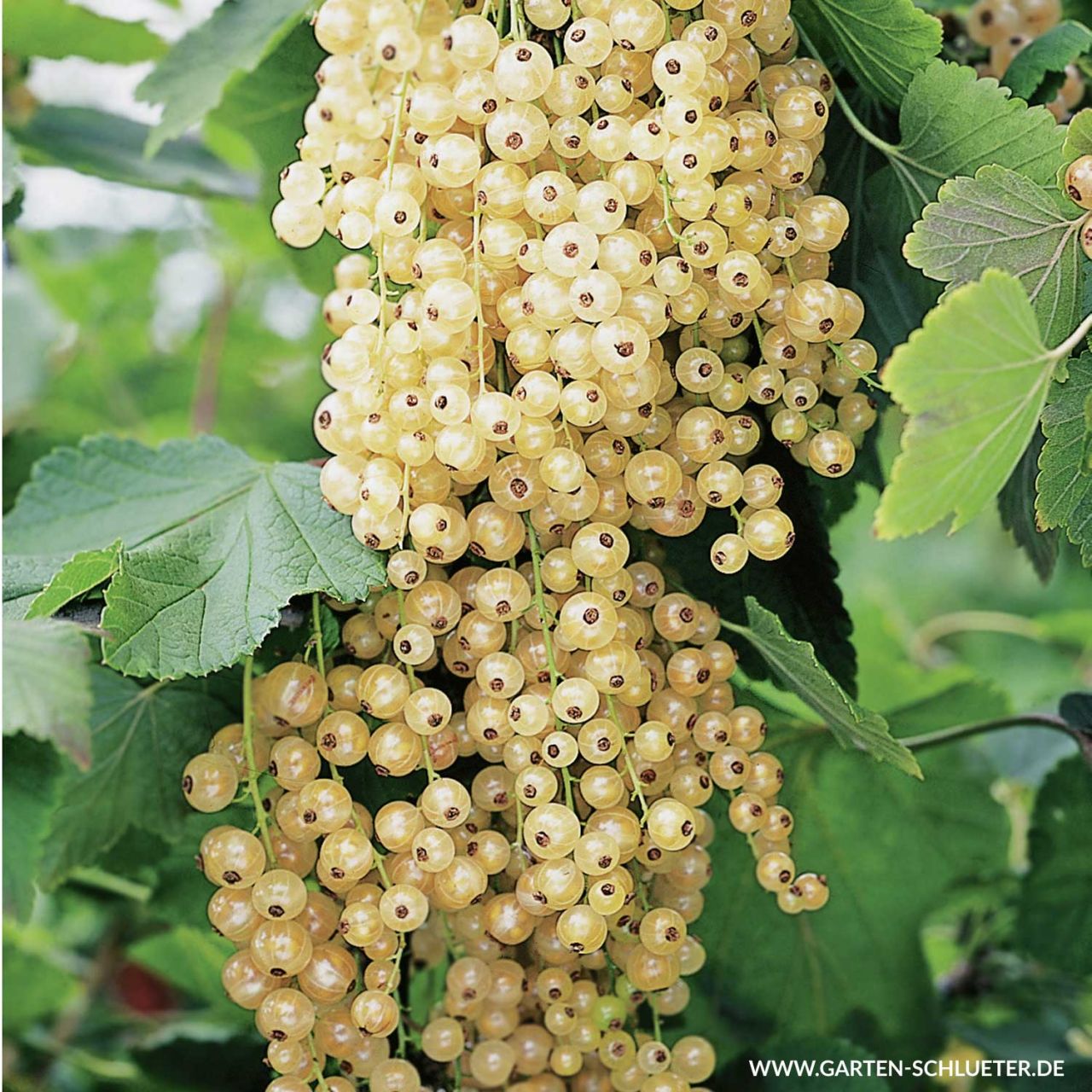 Kategorie <b>Beeren </b> - Weiße Johannisbeere 'Blanka' - Busch - Ribes sativa 'Blanka'