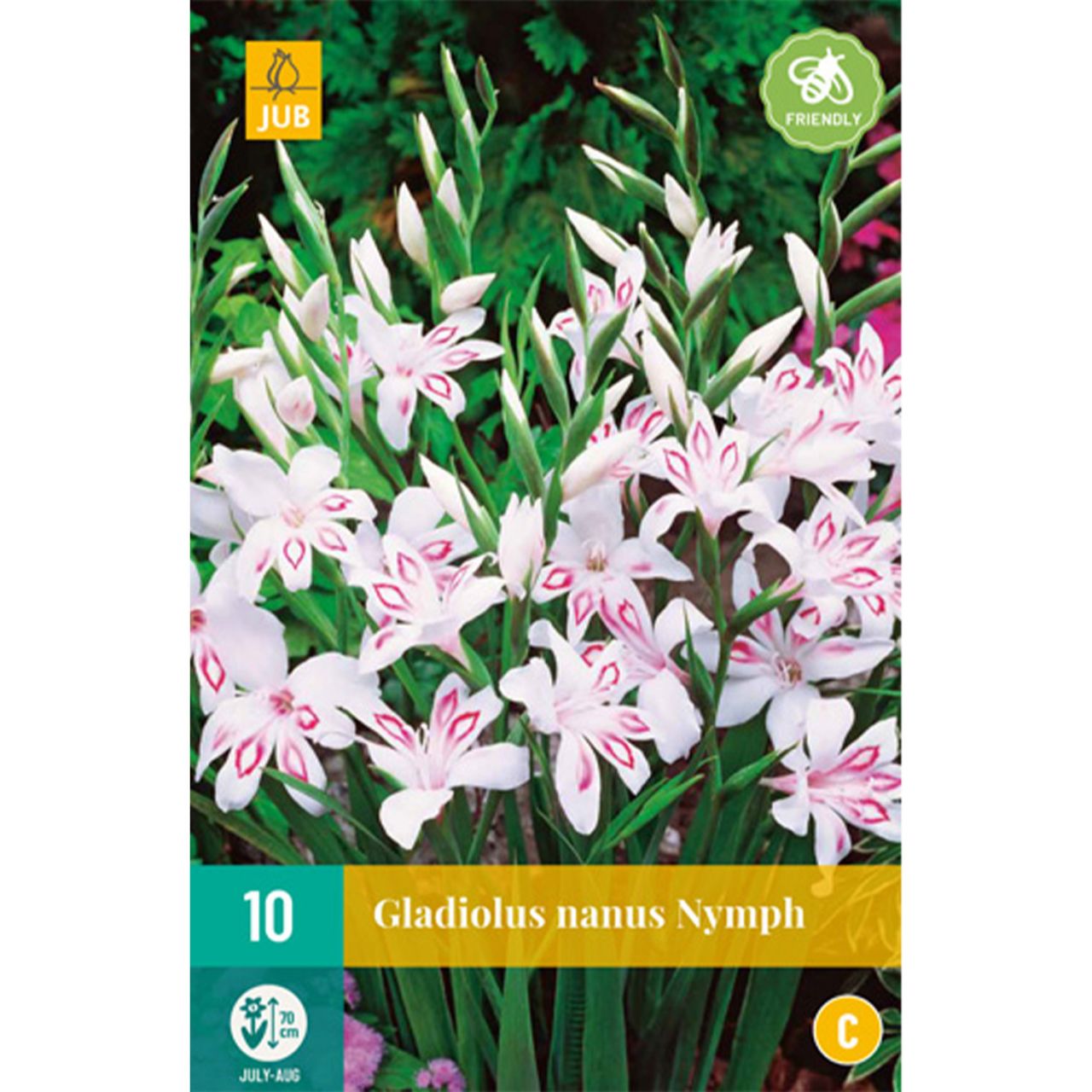 Kategorie <b>Frühlings-Blumenzwiebeln </b> - Zwerg-Gladiole Nanus 'Nymph' - 10 Stück - Gladiolus