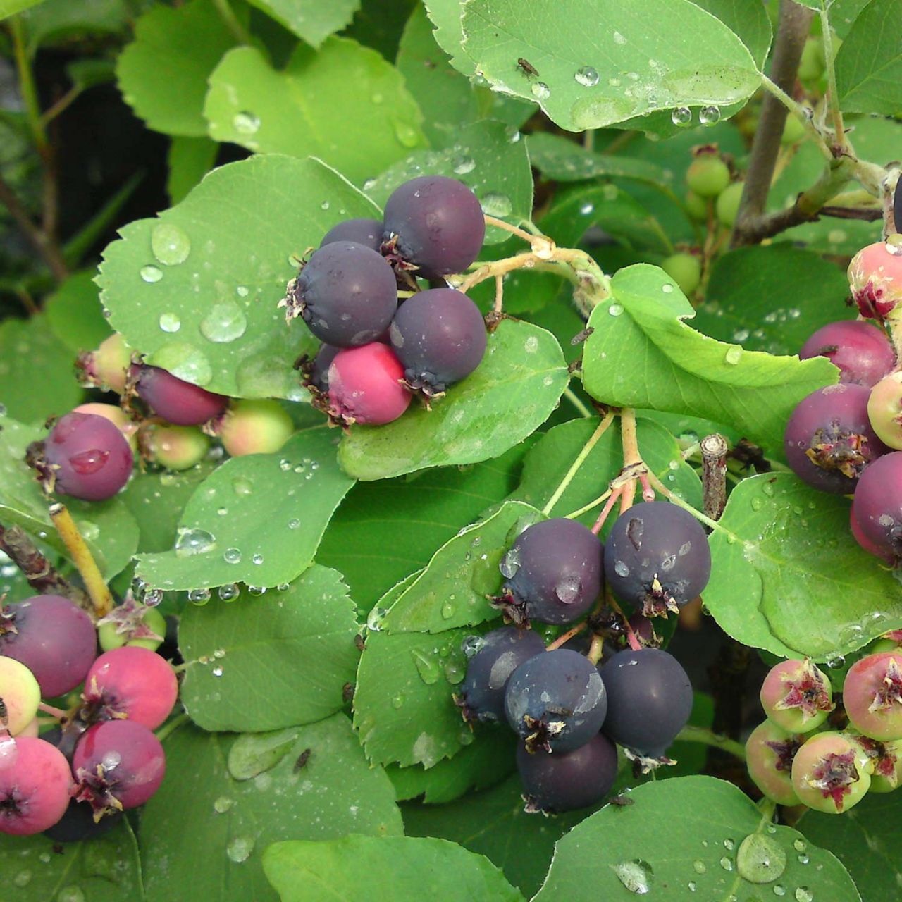 Kategorie <b>Sonstige Früchte </b> - Erlenblättrige Felsenbirne 'Greatberry Garden' - Amelanchier alnifolia 'Greatberry Garden'