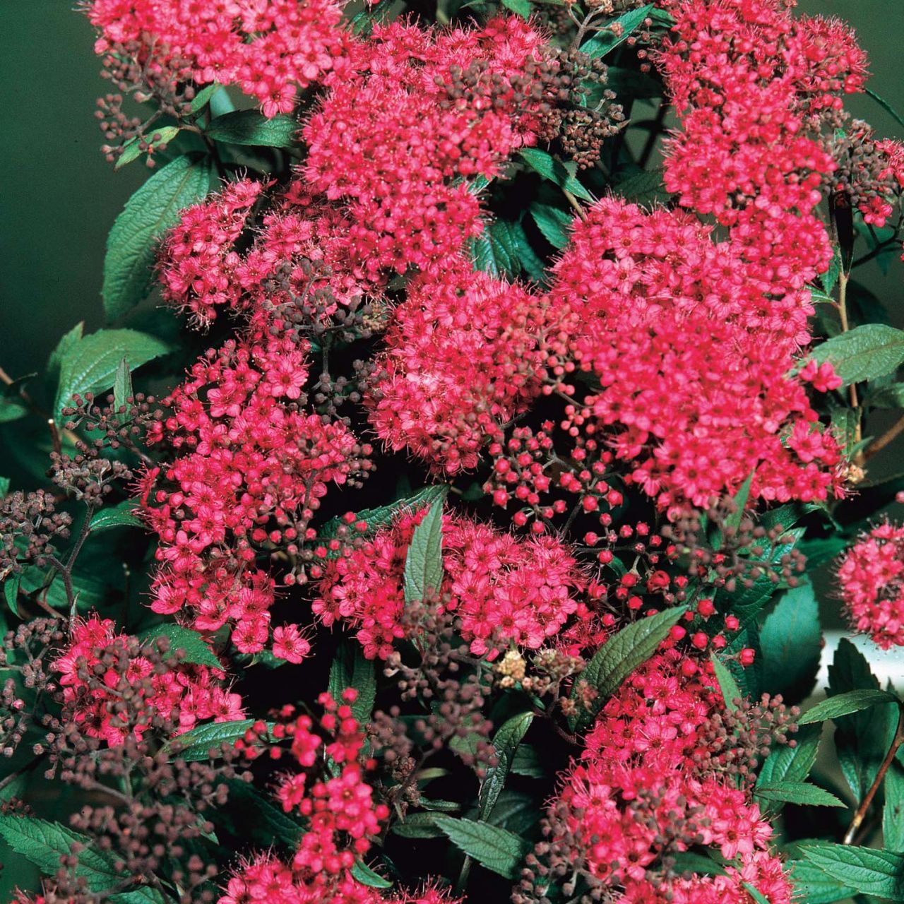 Kategorie <b>Hecken </b> - Sommerspiere 'Double Play® Red' - Spiraea japonica 'Double Play Red'