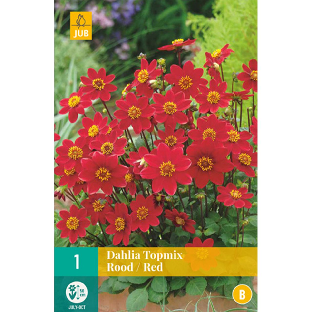 Kategorie <b>Frühlings-Blumenzwiebeln </b> - Dahlie Topmix in rot - Dahlia