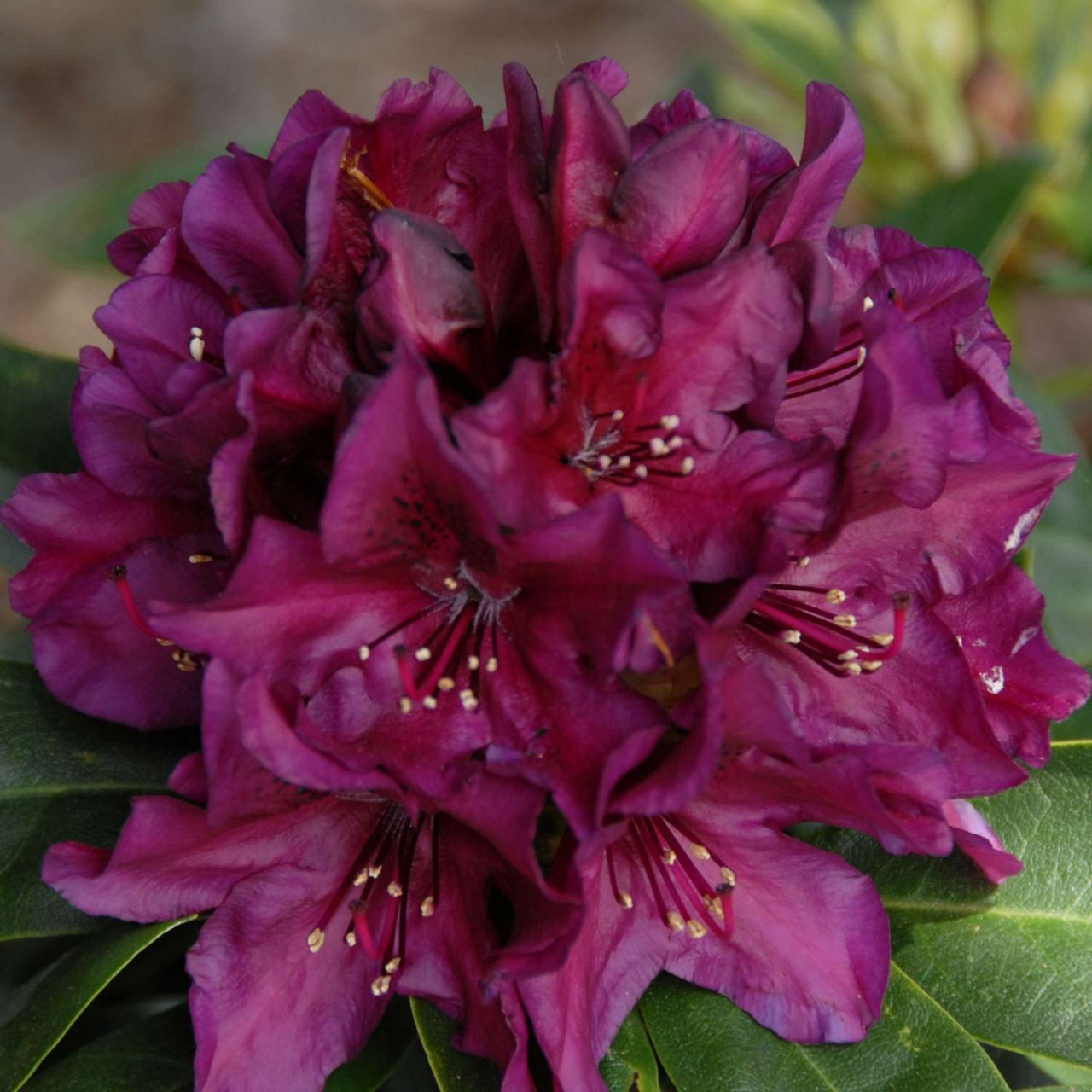Kategorie <b>Rhododendron </b> - Rhododendron 'Polarnacht' - Rhododendron Hybride 'Polarnacht'