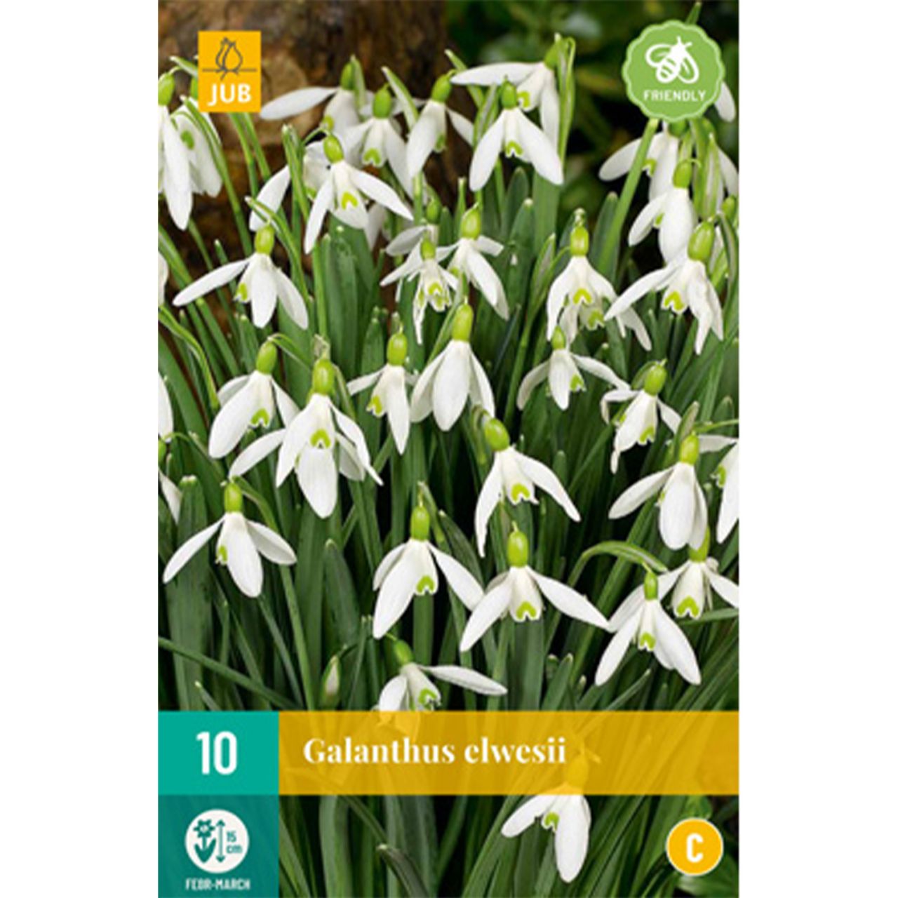 Kategorie <b>Herbst-Blumenzwiebeln </b> - Großblumige-Schneeglöckchen - 10 Stück - Galanthus elwesii