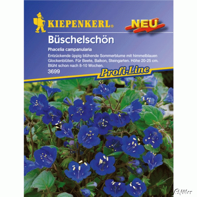 Kategorie <b>Blumensamen </b> - Büschelschön - Phacelia campanularia