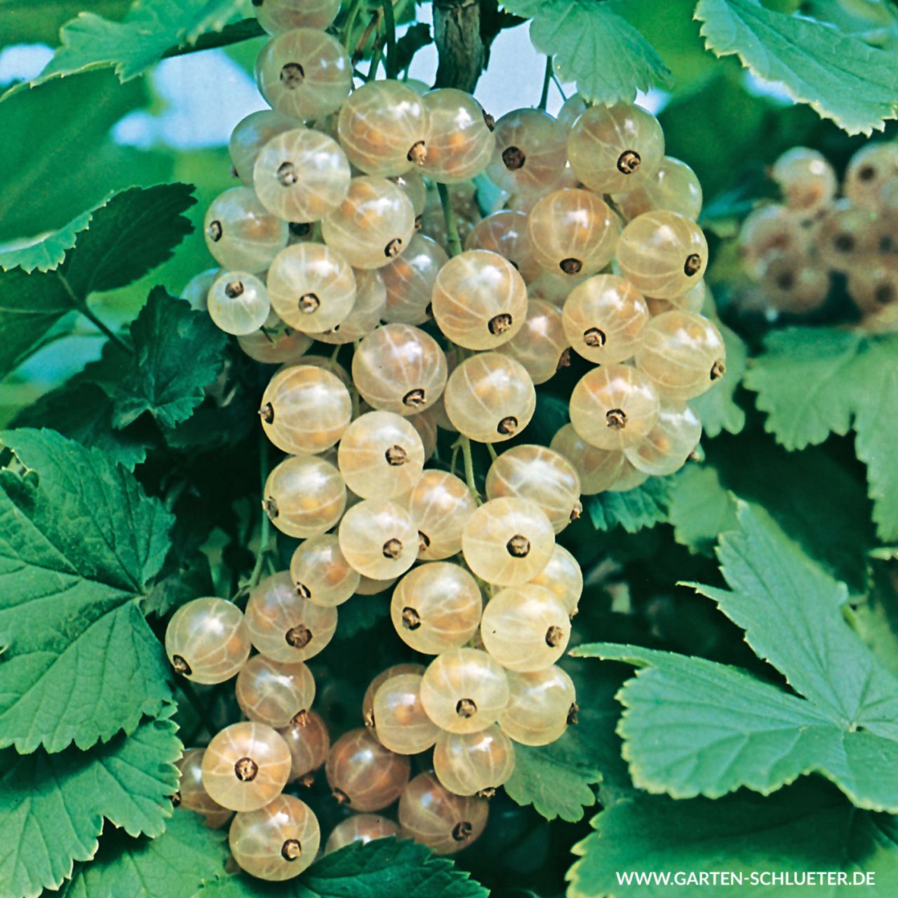 Kategorie <b>Beeren </b> - Weiße Johannisbeere 'Weiße Versailler®' - Ribes rubrum sativa 'Weiße Versailler®'