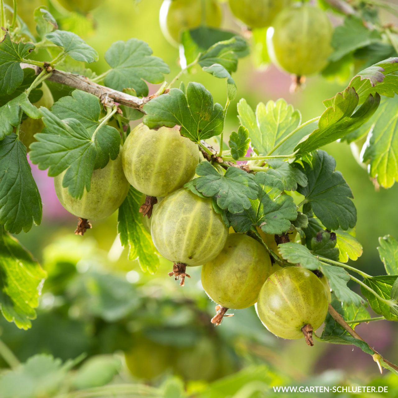 Kategorie <b>Beeren </b> - Stachelbeere 'Tatjana' - Ribes uva-crispa 'Tatjana'