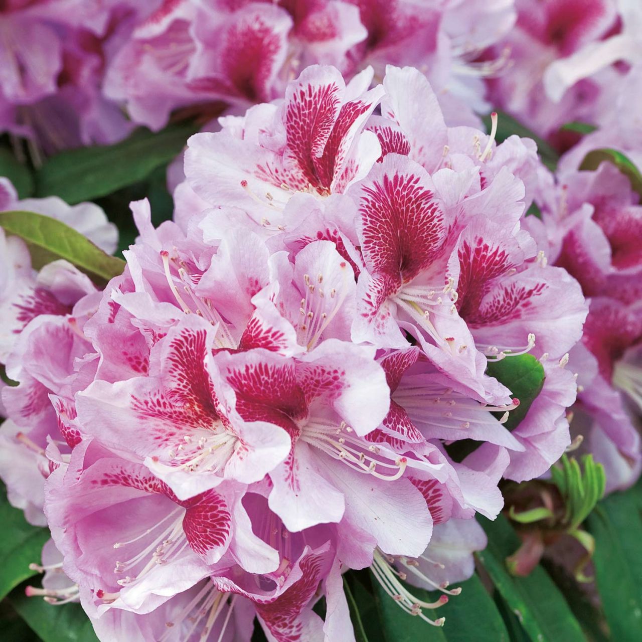 Kategorie <b>Rhododendron </b> - Rhododendron 'Belami®'