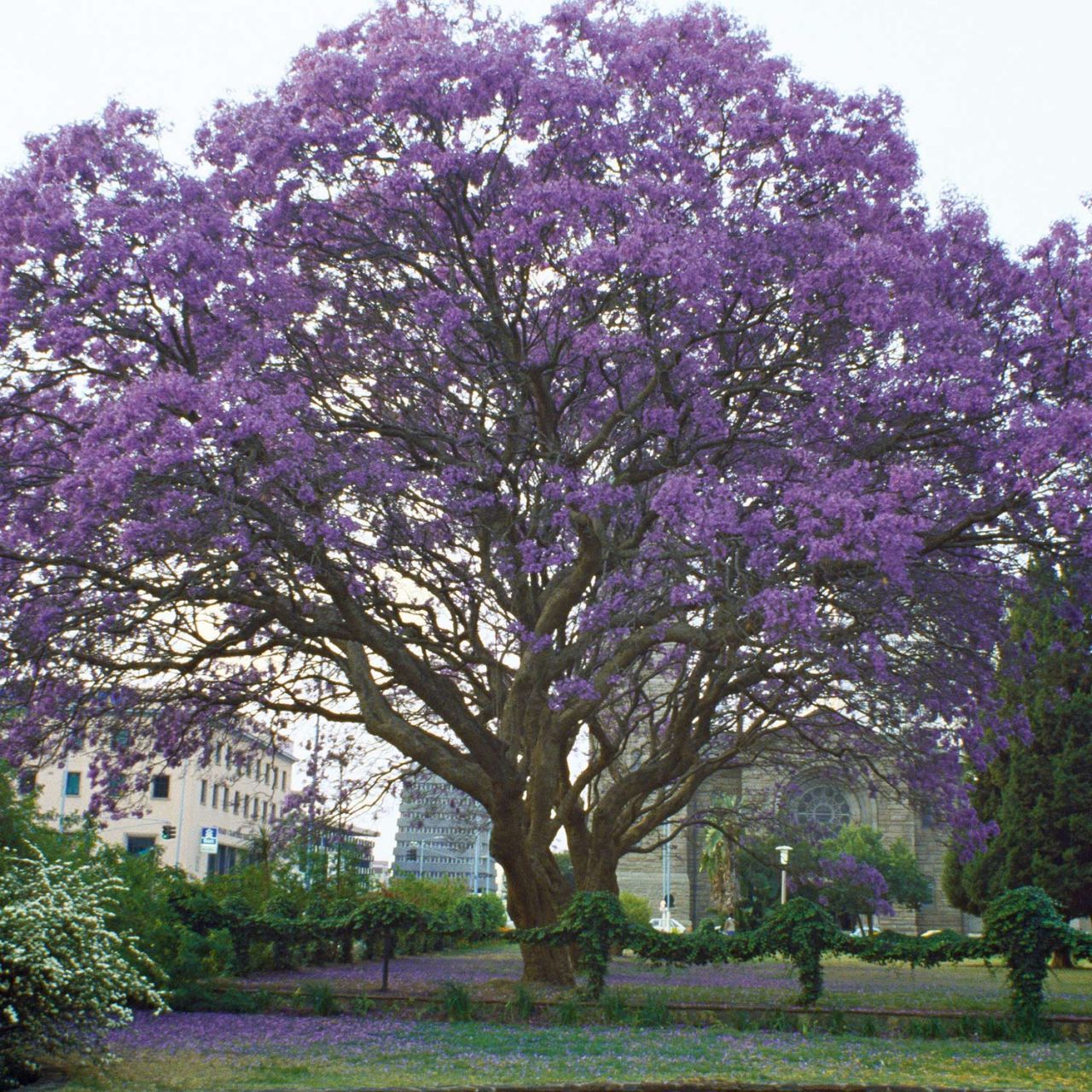 Kategorie <b>Laubbäume </b> - Klimawandelbaum - Blauglockenbaum - Paulownia tomentosa