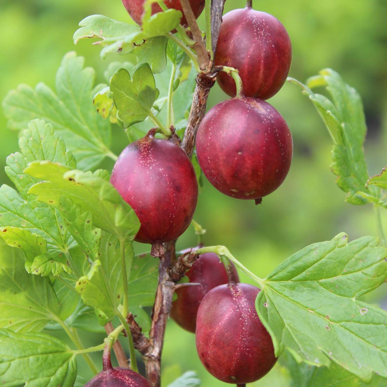 Kategorie <b>Beeren </b> - Stachelbeere 'Giggles® Red' - Ribes uva-crispa