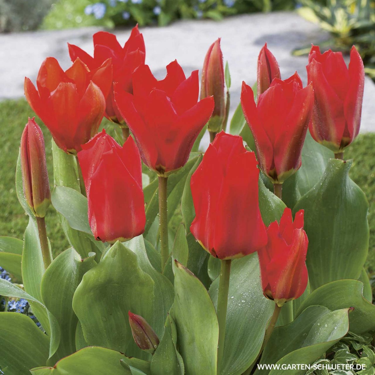 Kategorie <b>Herbst-Blumenzwiebeln </b> - Fosteriana Tulpe 'Roter Kaiser /Madame Lefeber' - 7 Stück - Tulipa Forsteriana 'Red Emperor/Madame Lefeber'