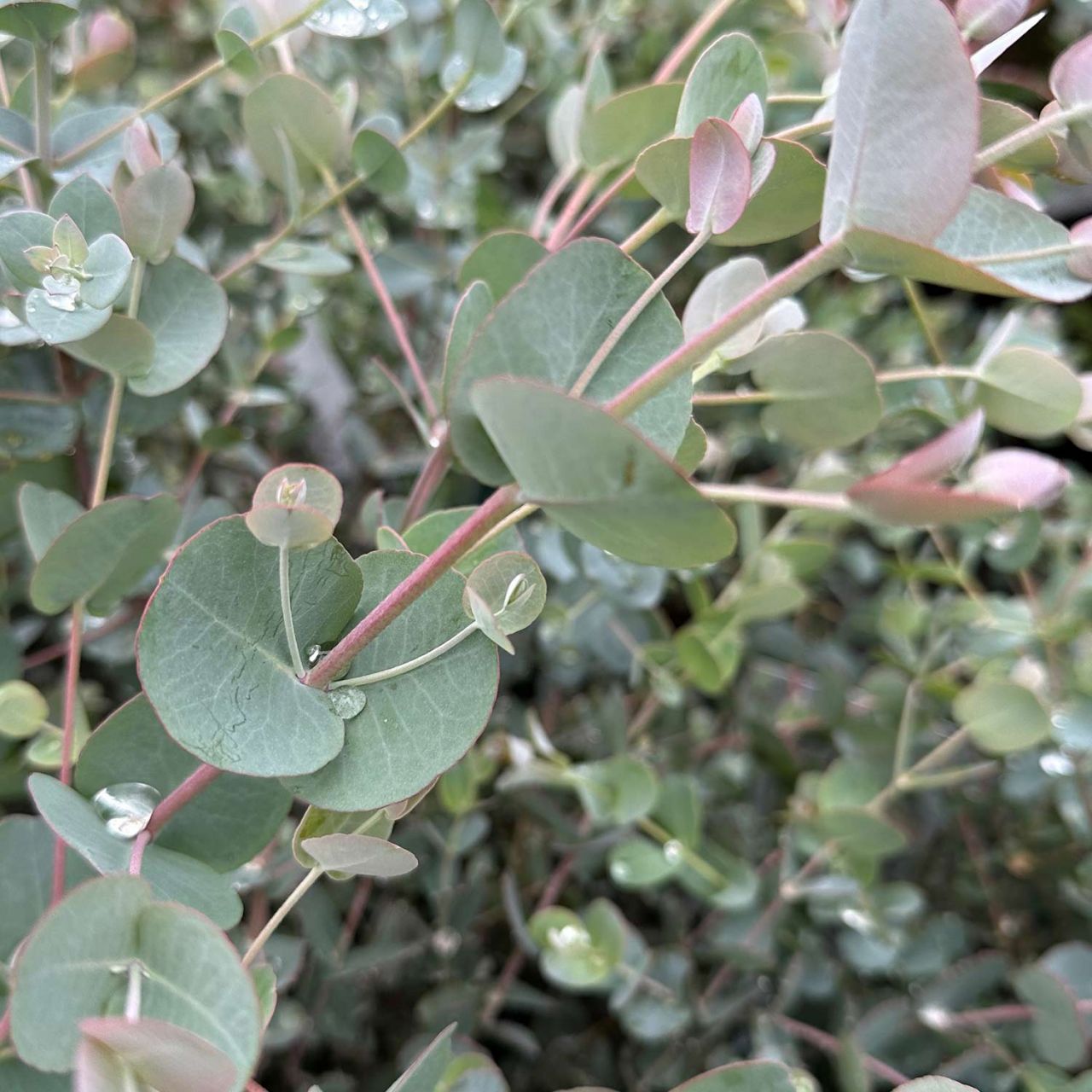 Kategorie <b>Laubbäume </b> - Mostgummi-Eukalyptus - Eucalyptus gunnii
