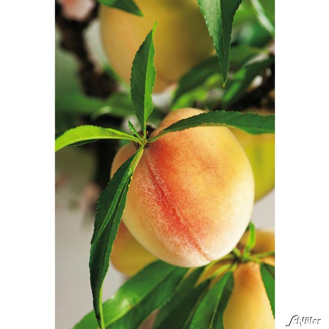 Kategorie <b>Sonstige Früchte </b> - Pfirsich-Apricose 'Pfirsicose' - Prunus x percocca 'Pfirsicose'