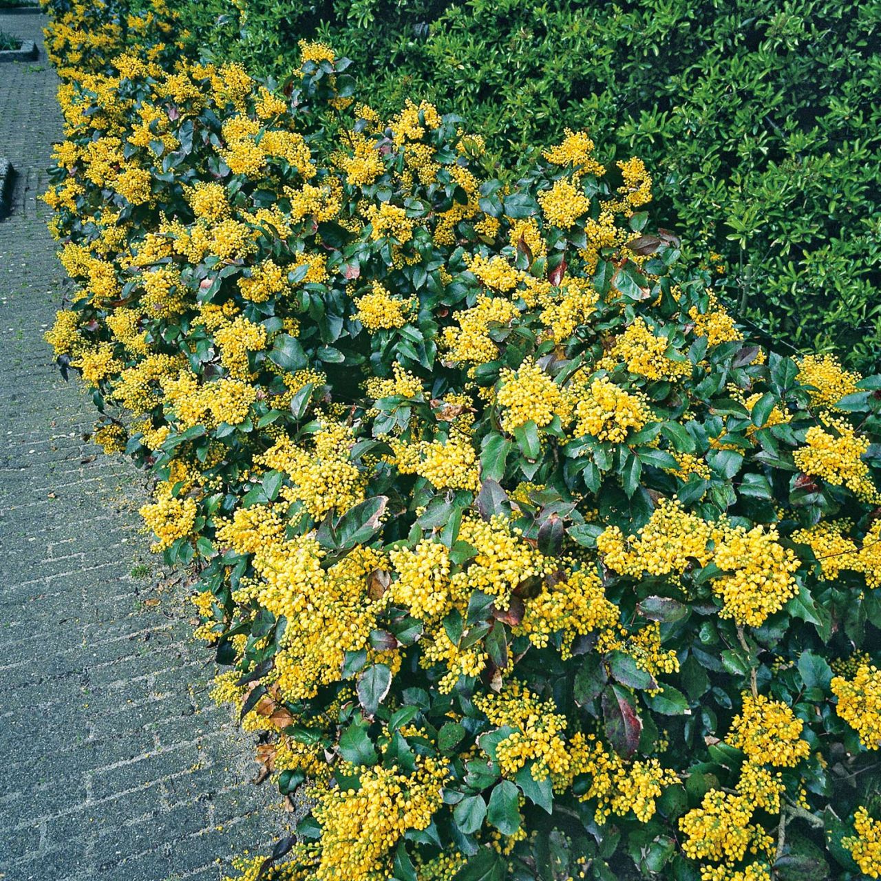  Immergrüne Mahonie - Mahonia aquifolium