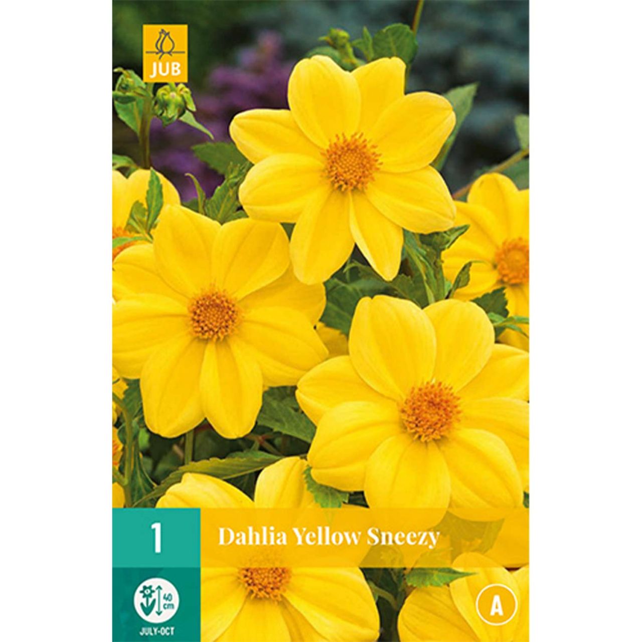 Kategorie <b>Frühlings-Blumenzwiebeln </b> - Gallery-Dahlie 'Yellow Sneezy' - Dahlia