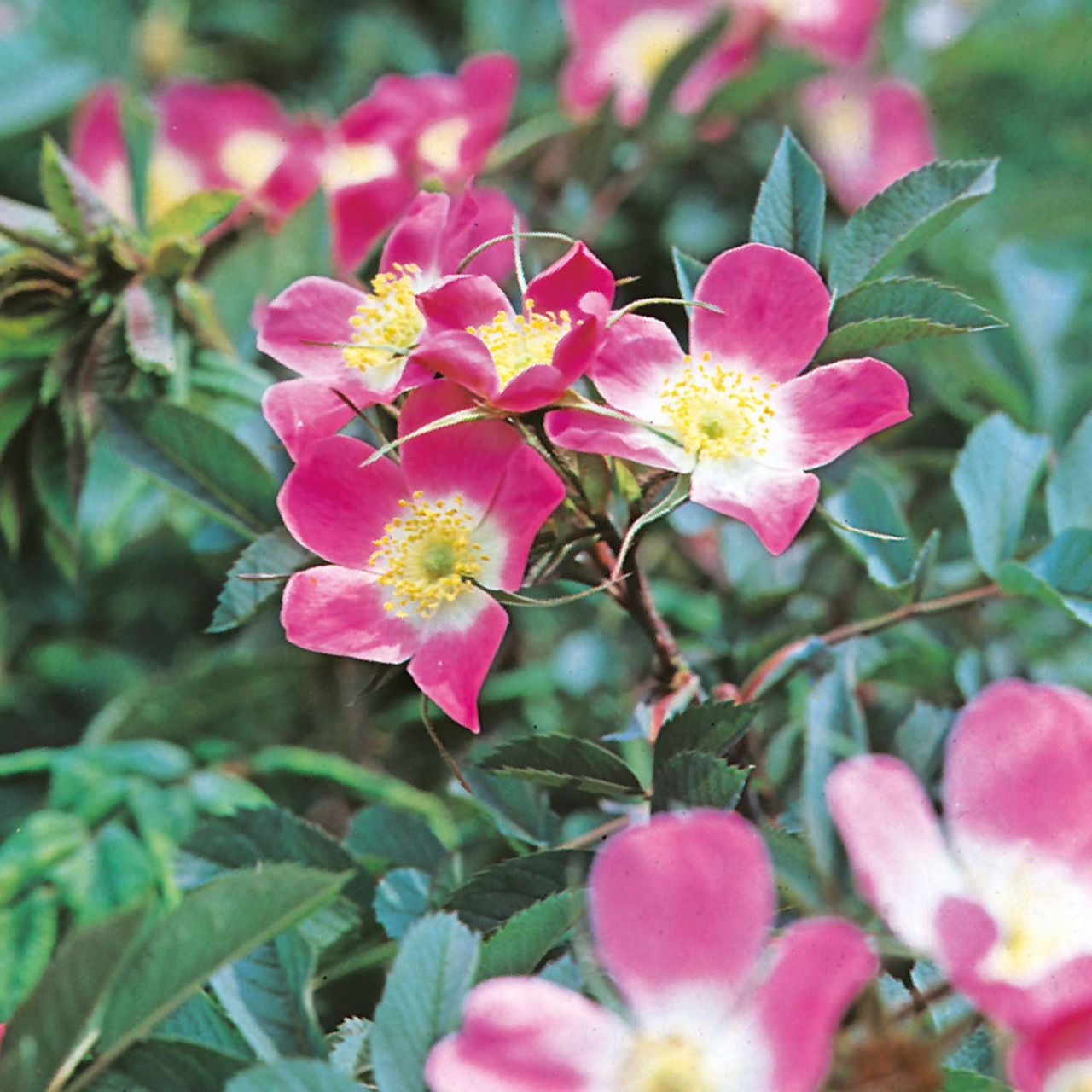Kategorie <b>Wildrosen </b> - Glanzblättrige Rose - Rosa nitida
