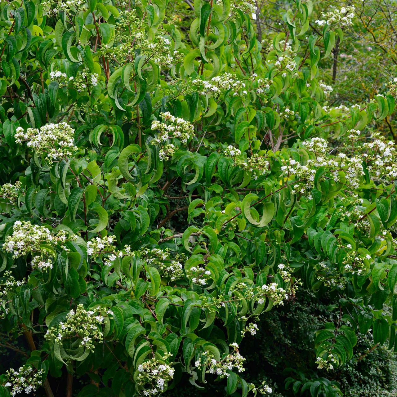 Laubbäume - Sieben-Söhne-des-Himmels-Blume 'Tianshan' - Heptacodium miconioides 'Tianshan'
