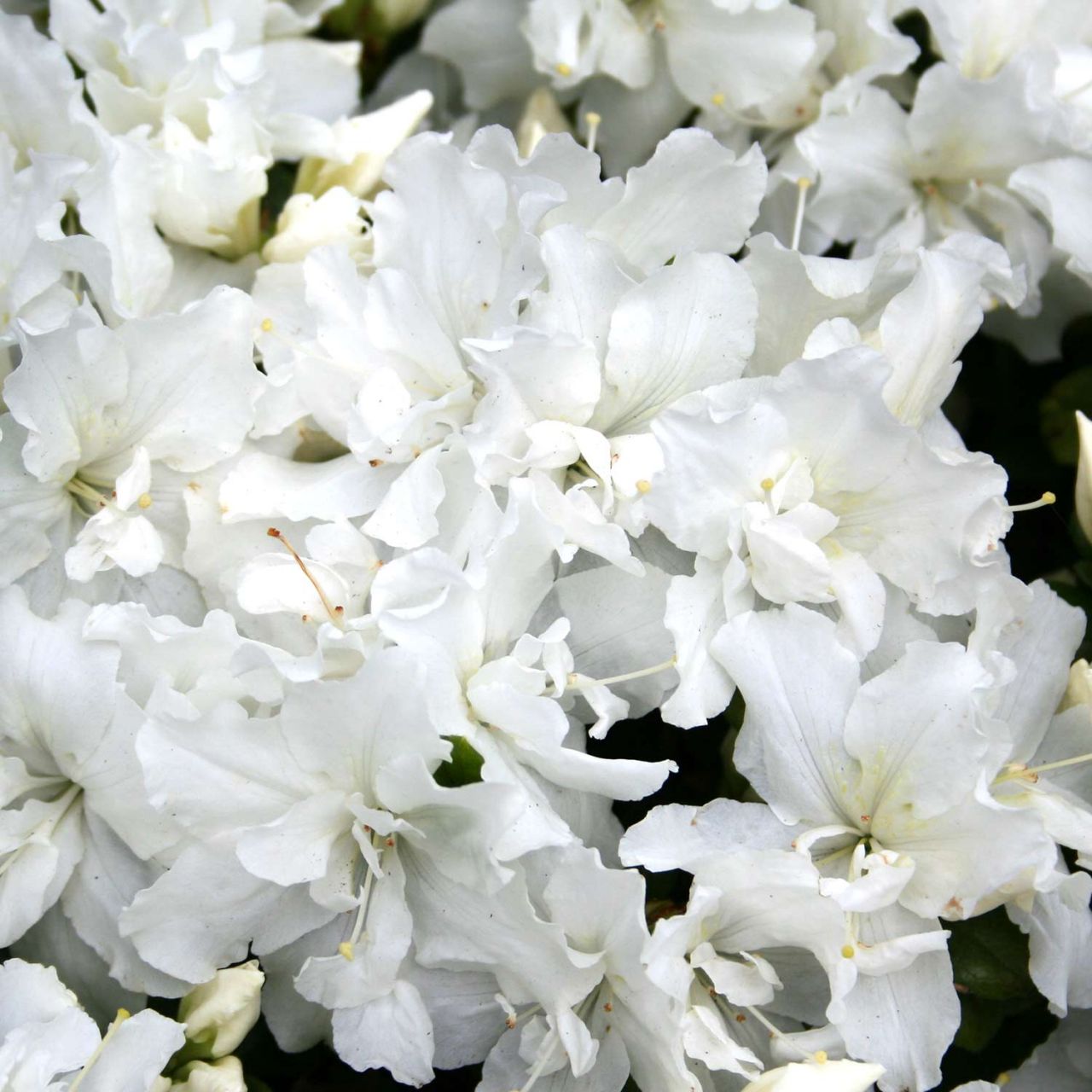 Kategorie <b>immergrüne Laubbäume </b> - Japanische Azalee 'Feenkissen®' - Rhododendron obtusum 'Feenkissen®'