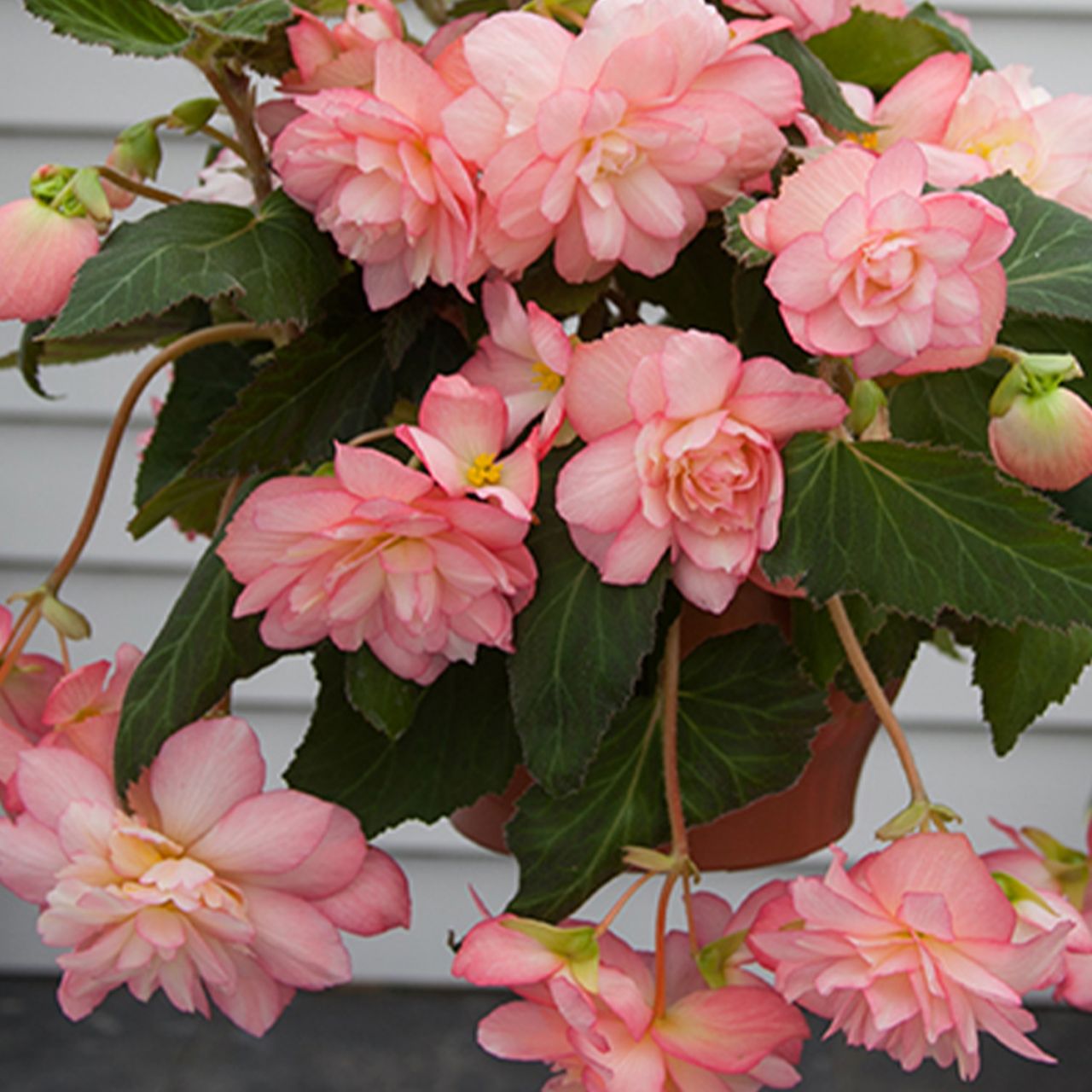 Kategorie <b>Frühlings-Blumenzwiebeln </b> - Kaskadenbegonie 'Florance', 2 Stück - Begonia cascade 'Florance'