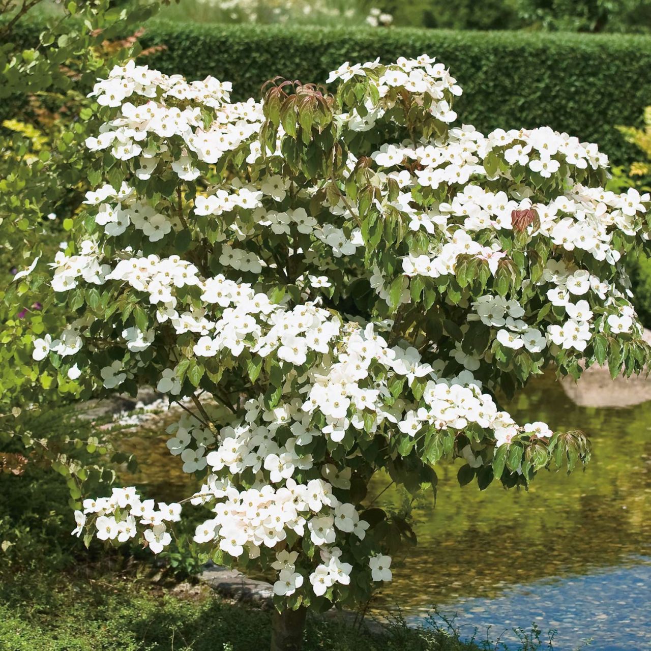 Blumenhartriegel 'Teutonia' - Cornus kousa chinensis 'Teutonia'