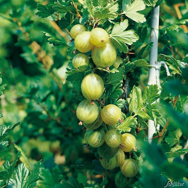 Kategorie <b>Beeren </b> - Stachelbeere 'Invicta®' - Ribes uva-crispa 'Invicta®'
