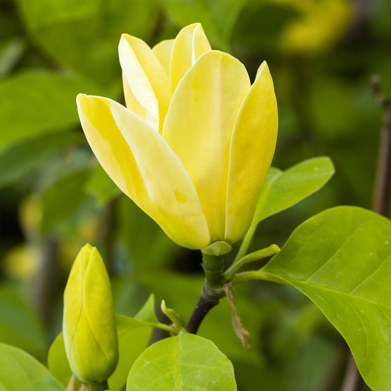 Kategorie <b>Laubbäume </b> - Magnolie 'Sunsation' - Magnolia 'Sunsation'