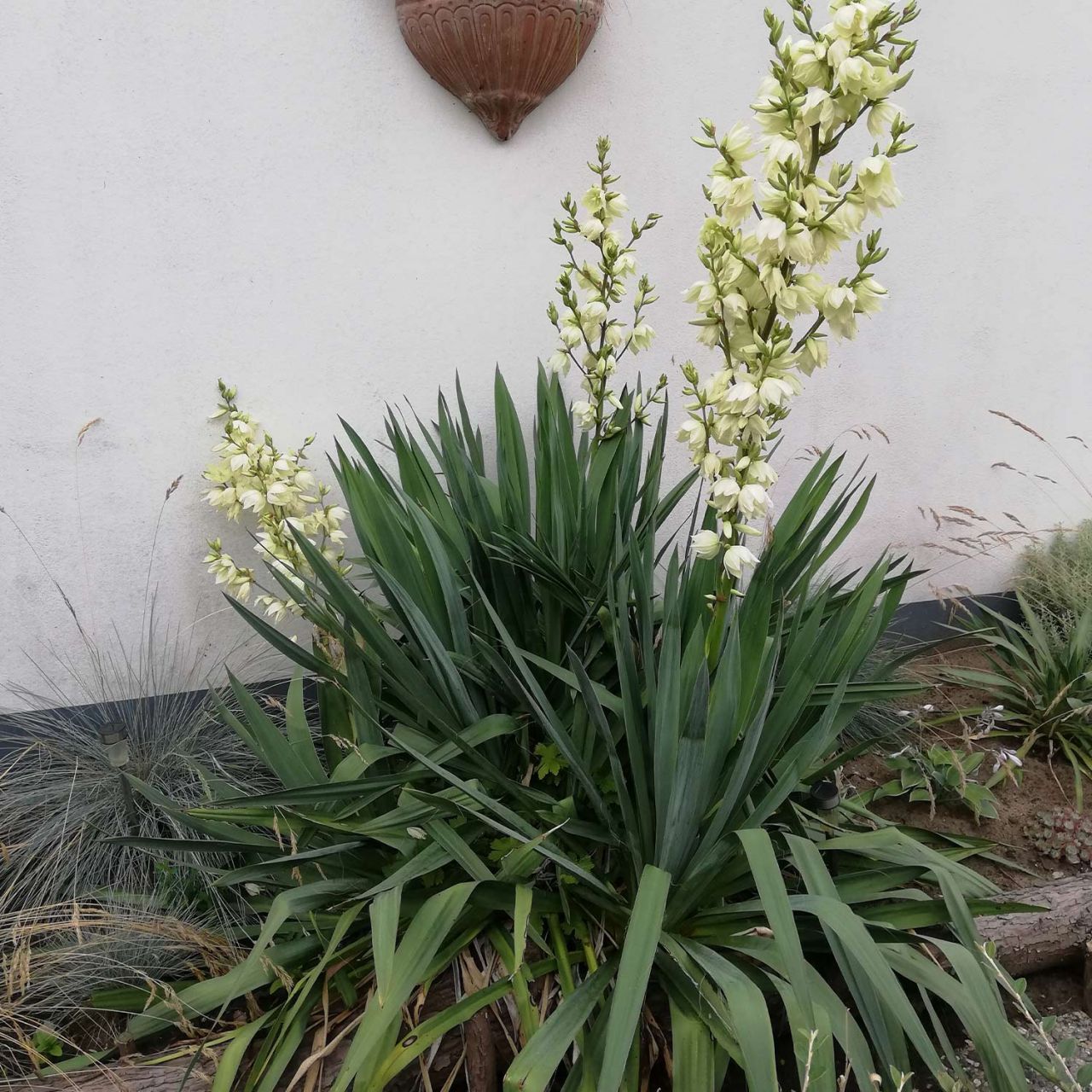 Kategorie <b>Stauden </b> - Weiße Palmlilie 'Elegantissima' - Yucca filamentosa