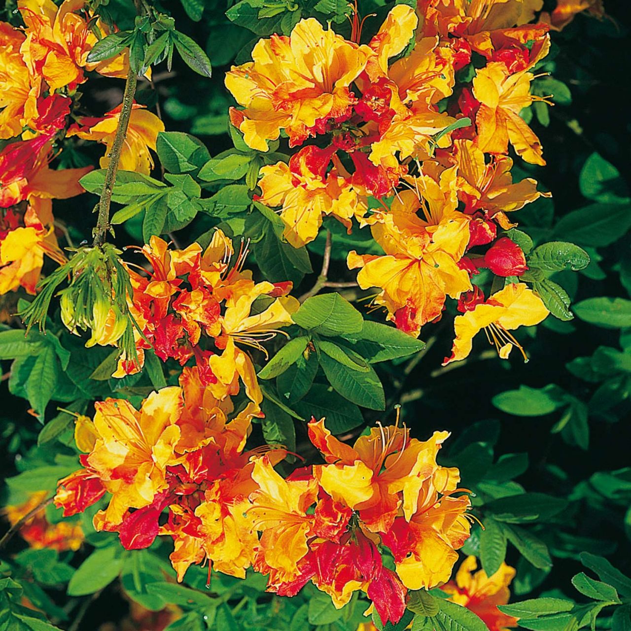 Kategorie <b>Azaleen </b> - Duftazalee 'Sunte Nectarine' - Rhododendron luteum 'Sunte Nectarine'