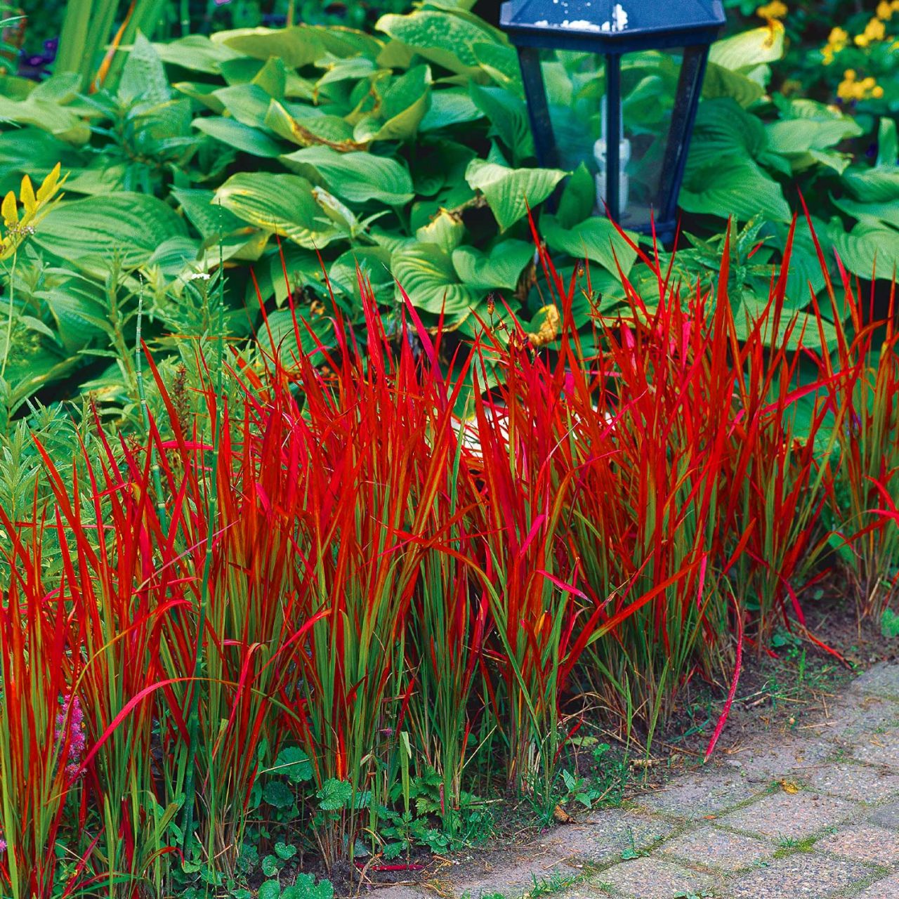 Kategorie <b>Stauden </b> - Alang-Gras 'Red Baron' - Japanisches Blutgras - Imperata cylindrica