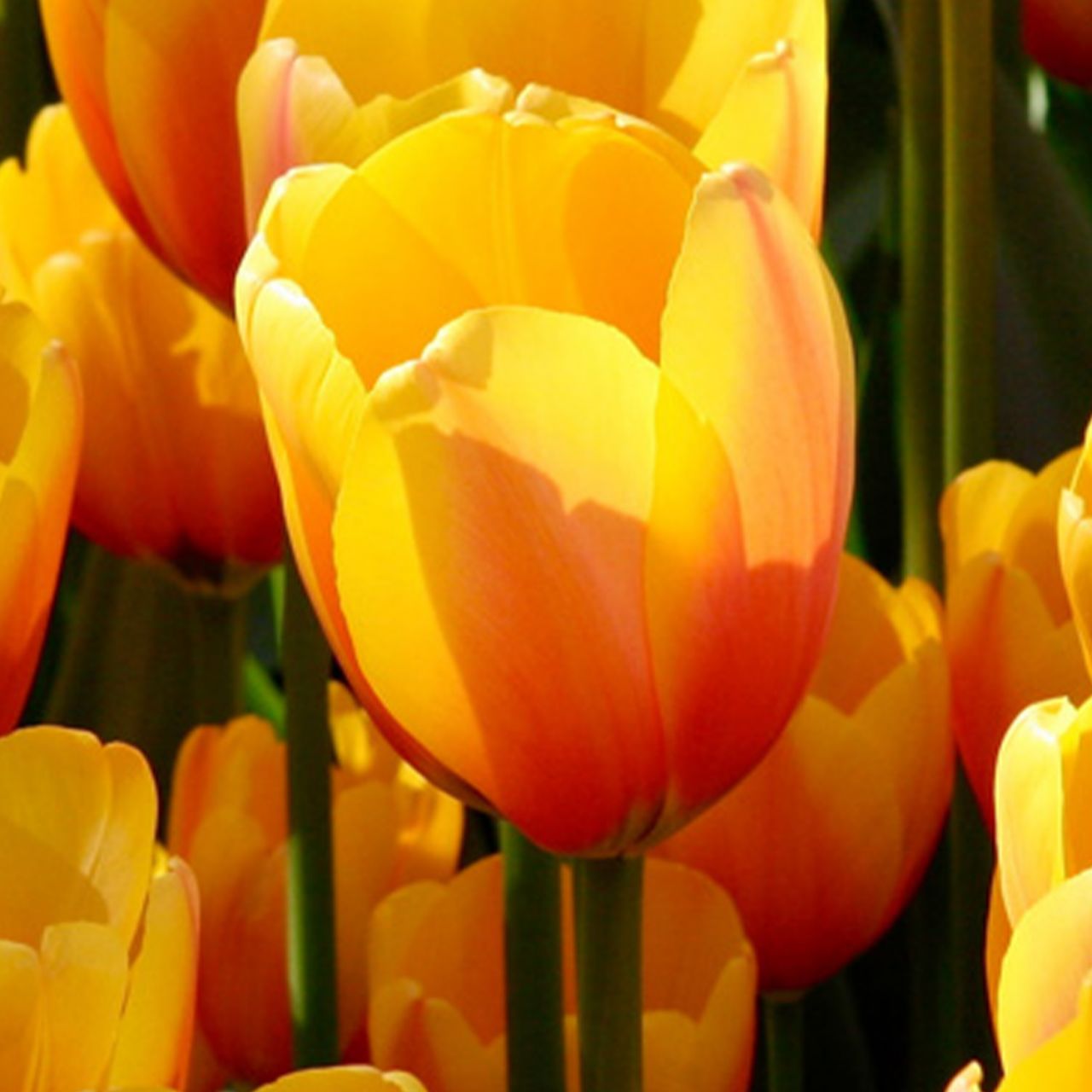 Kategorie <b>Herbst-Blumenzwiebeln </b> - Darwin-Hybrid Tulpe 'Apeldoorn's Elite' - 10 Stück - Tulipa 'Apeldoorn's Elite'