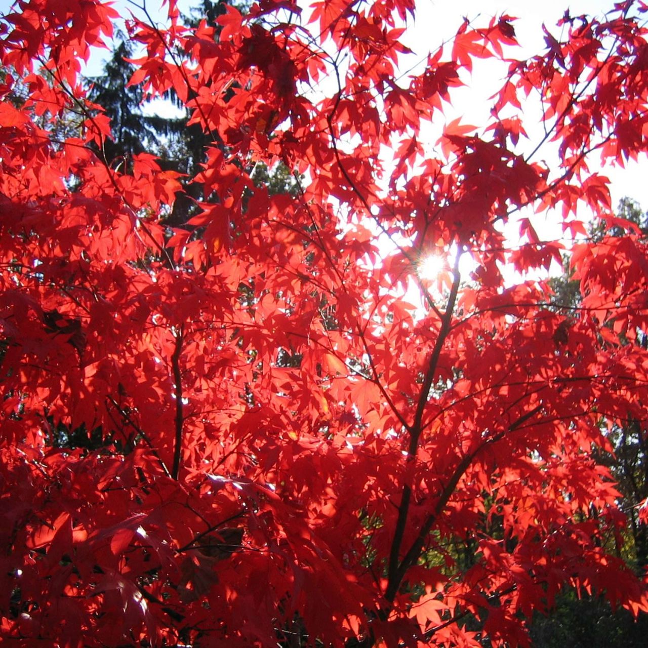 Kategorie <b>Laubbäume </b> - Japanischer Fächerahorn 'Osakazuki' - Acer palmatum 'Osakazuki'