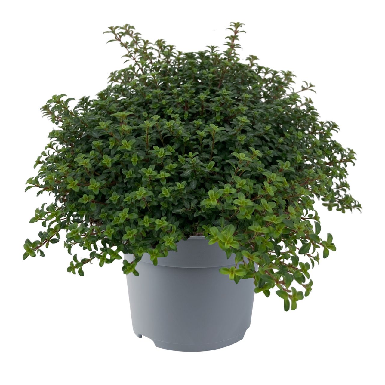 Kategorie <b>Kräuter- und Teepflanzen </b> - Frühblühender Thymian 'Red Carpet' - Thymus praecox 'Red Carpet'