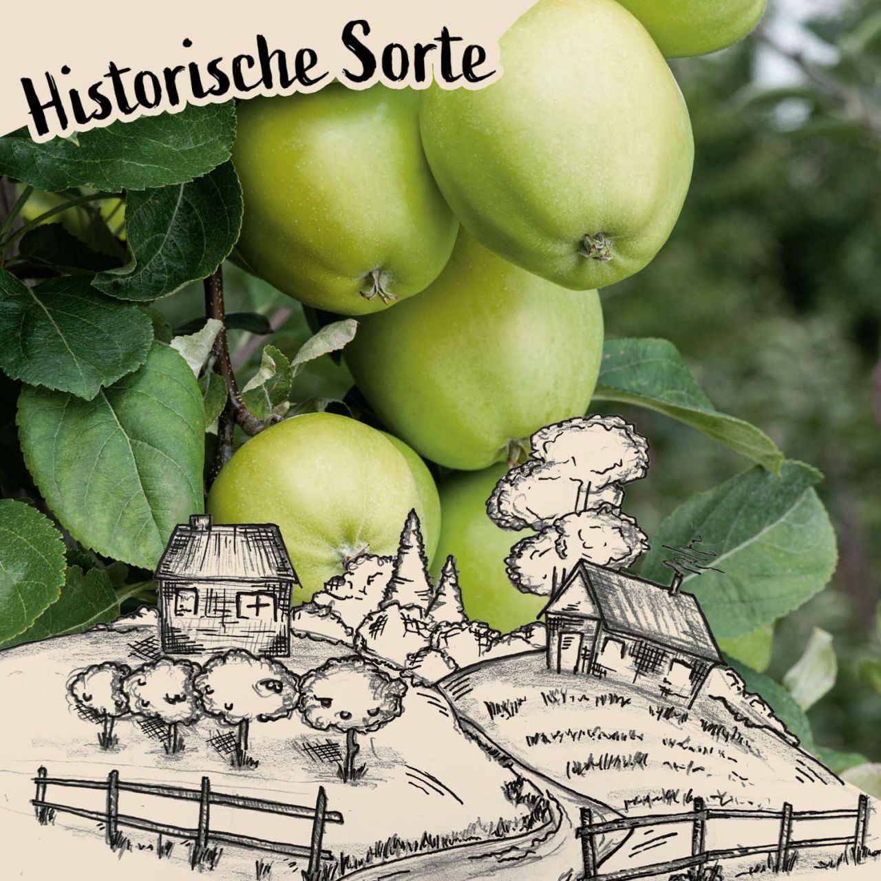 Herbstapfel ‚Holsteiner Zitronenapfel‘